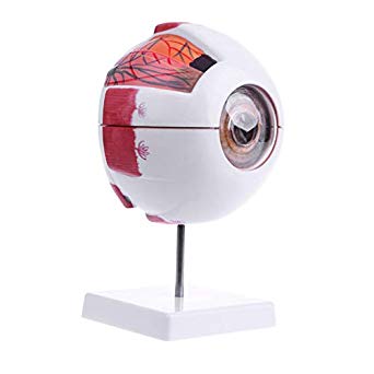 Human Eye Demonstration Model
